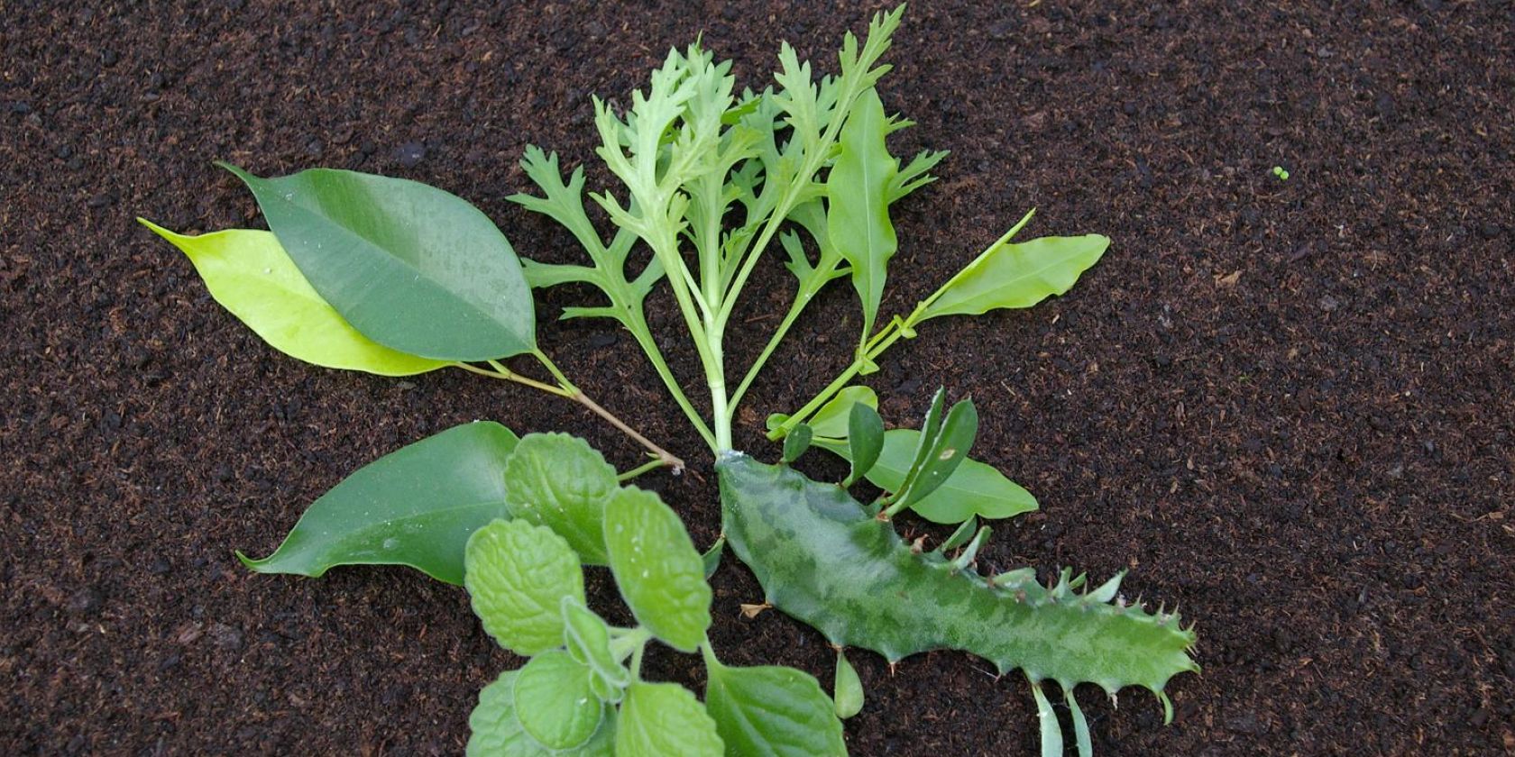 Stecklinge, &copy; Helge Masch