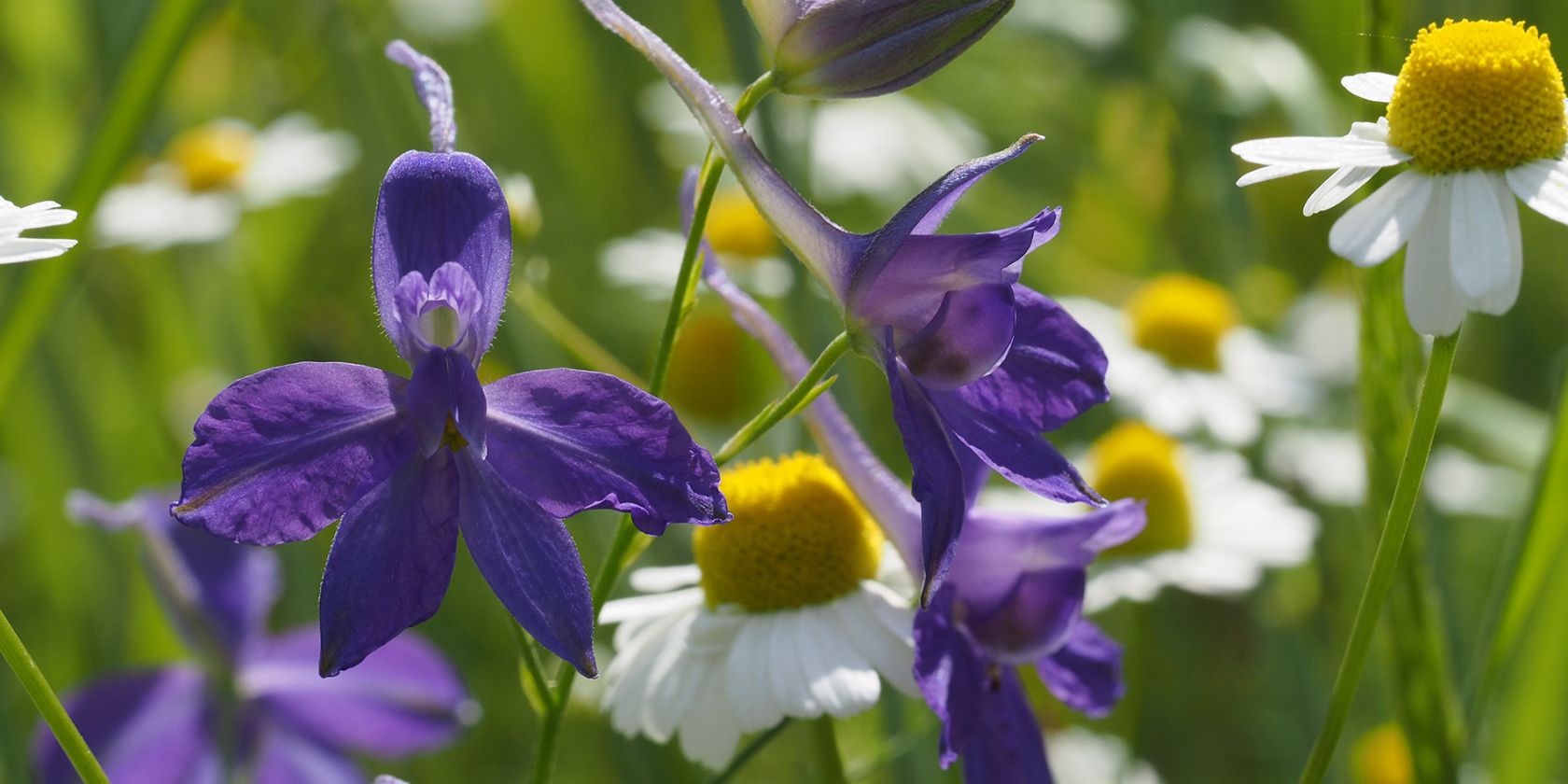 C. regalis A.Jahn 05, &copy; Axel Jahn (Loki Schmidt Stiftung)