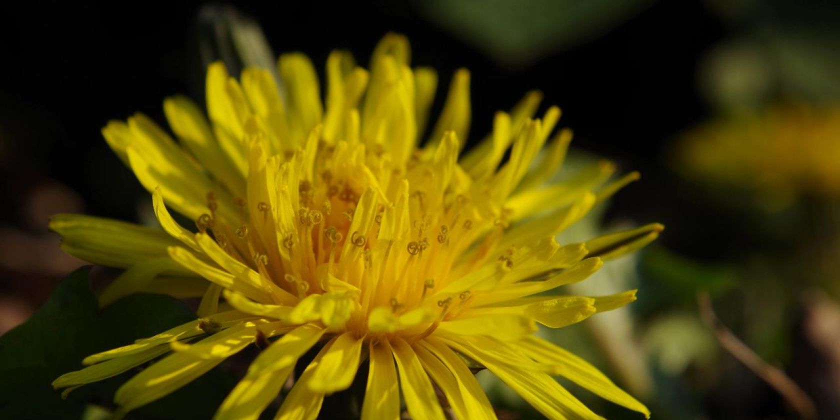 Ein Butterblümchen - der Löwenzahn, © Helge Masch