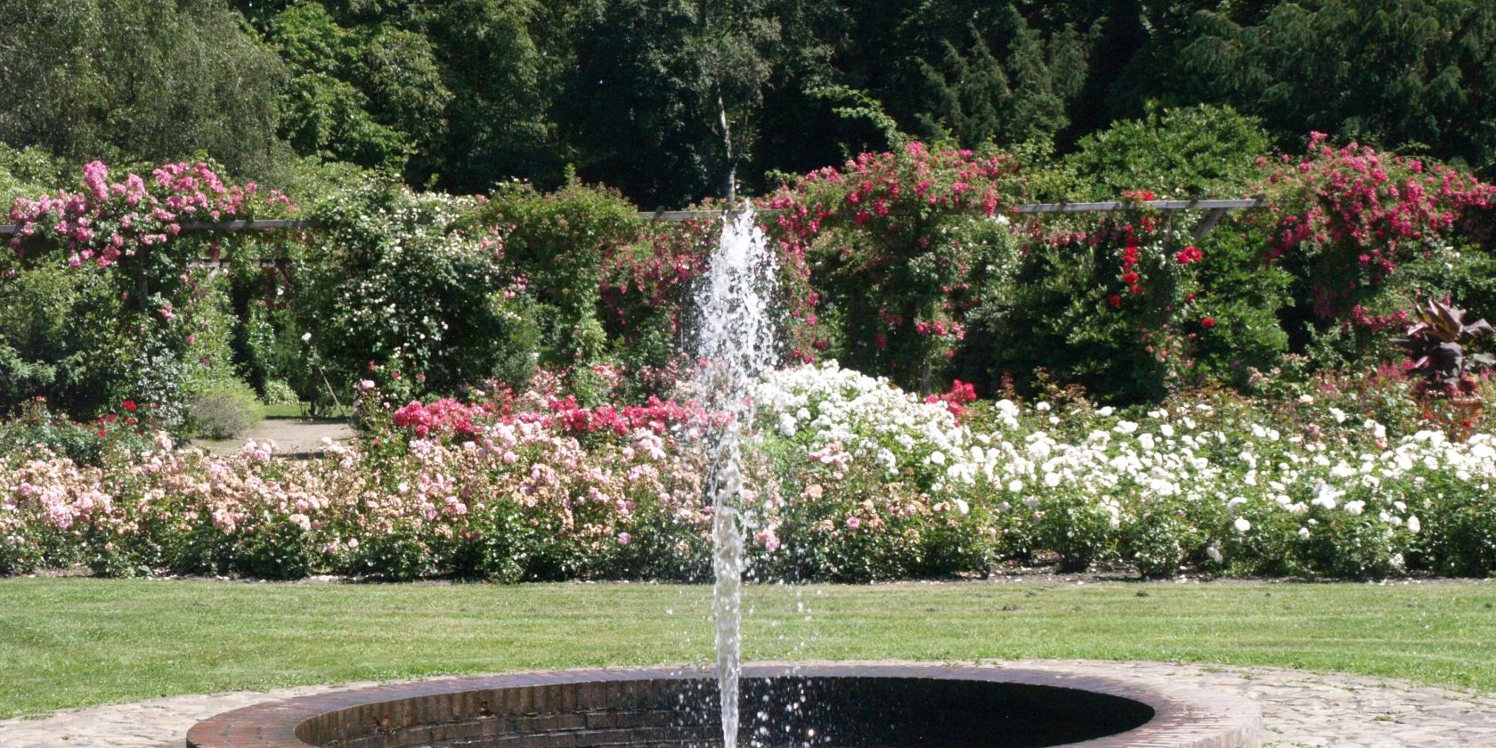 Der Rosengarten in Pinneberg, &copy; Helmuth G. Schwarz
