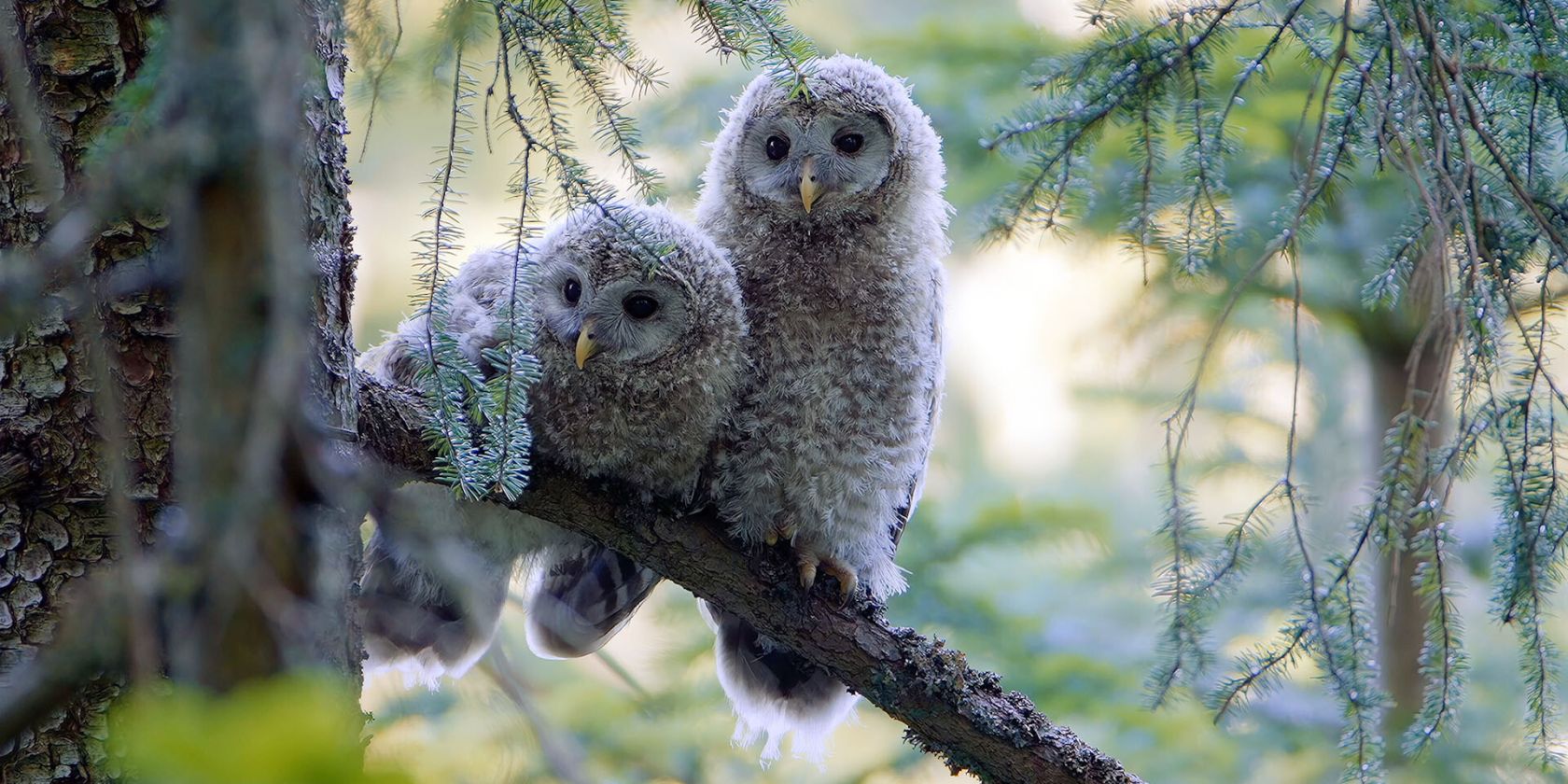 K&ouml;nigin der Nacht, &copy; Matej Vranic