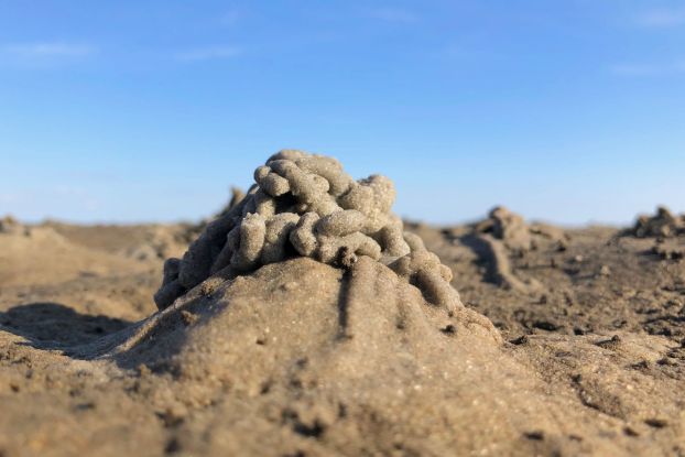 Führung: Wattwanderung vor dem Meldorfer Speicherkoog, © Schutzstation Wattenmeer e.V.