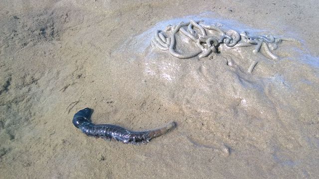 Wattf&uuml;hrung "Wattstunde", &copy; Jens Uwe Blender