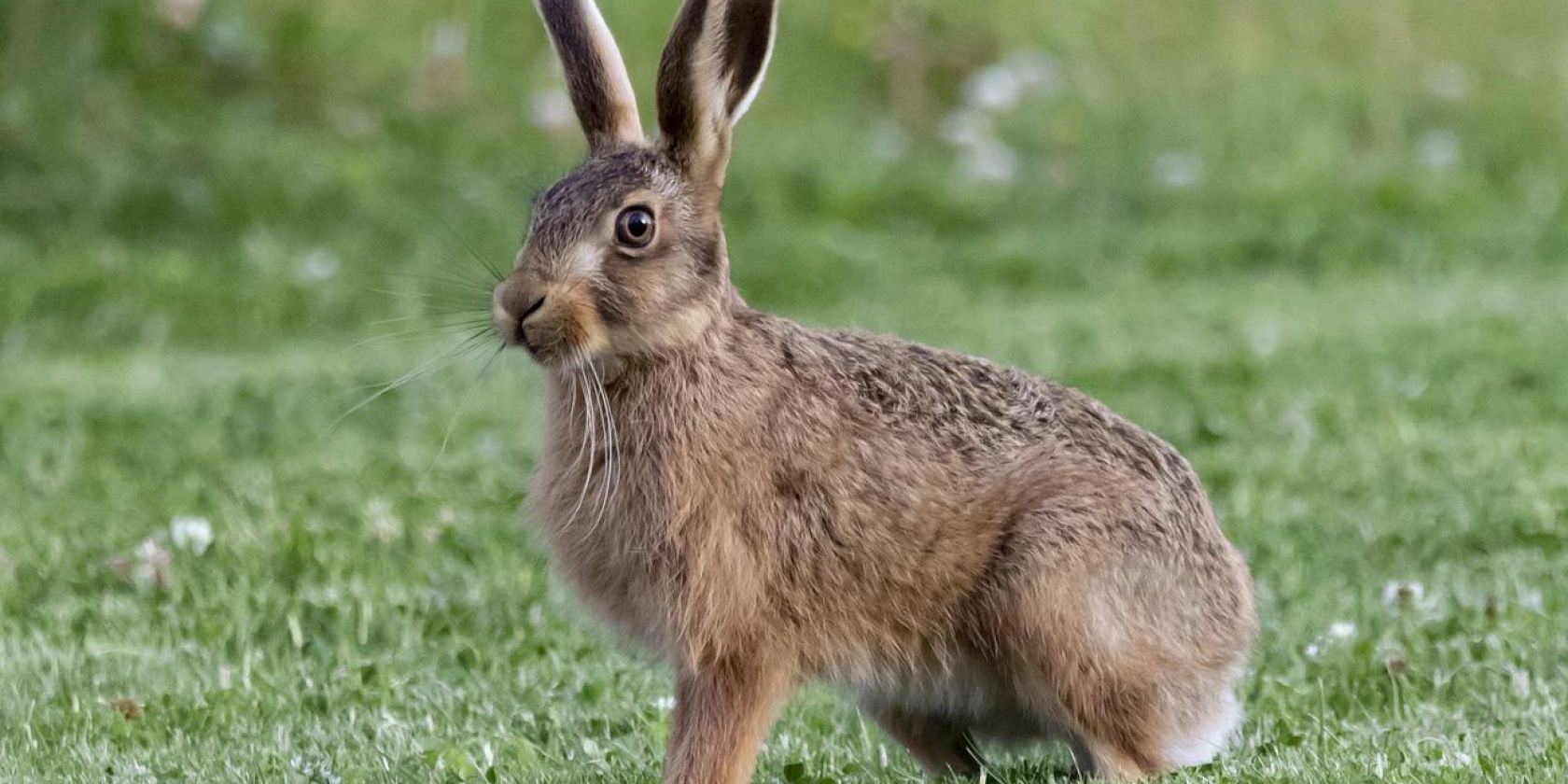 Ostern, &copy; Image by Kev from Pixabay-kostenlos