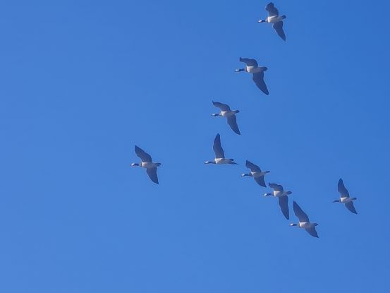 Zum Fliegen geboren- warum Vögel fliegen können, © NPH