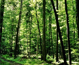 Naturwald, © Naturpark Aukrug