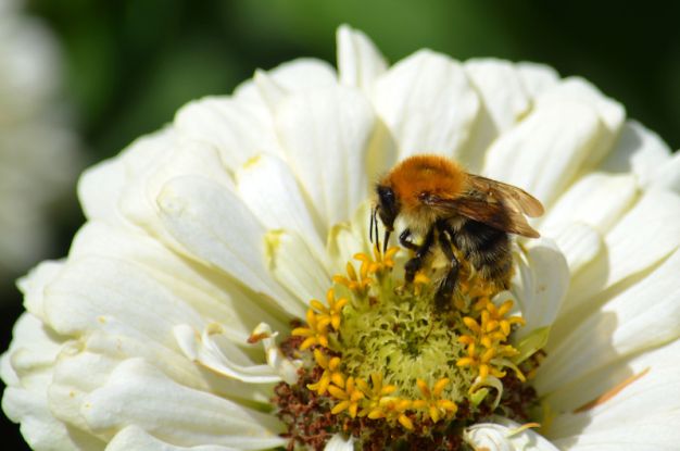 "Die Welt der Bienen", Quelle: Reservix