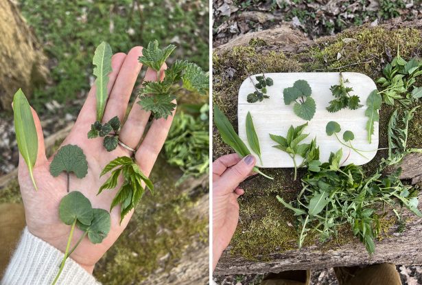 Sammeln und Anwenden von Wildkr&auml;utern in Hamburg und Schlwswig-Holstein mit Waldimpuls-Hamburg., &copy; Claudia Keil-Werner