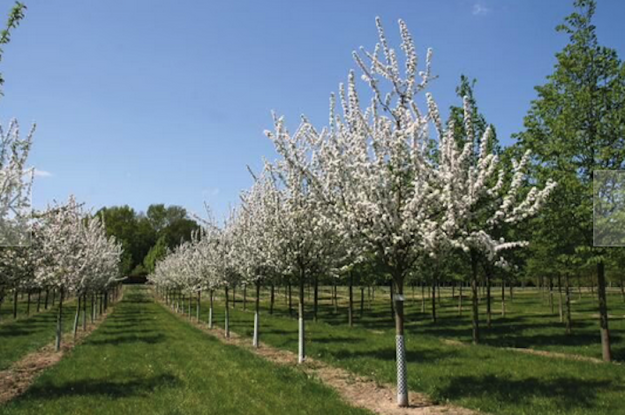 Garten-von-Ehren_Baumschulsafari_Obstb&auml;ume, &copy; Garten von Ehren
