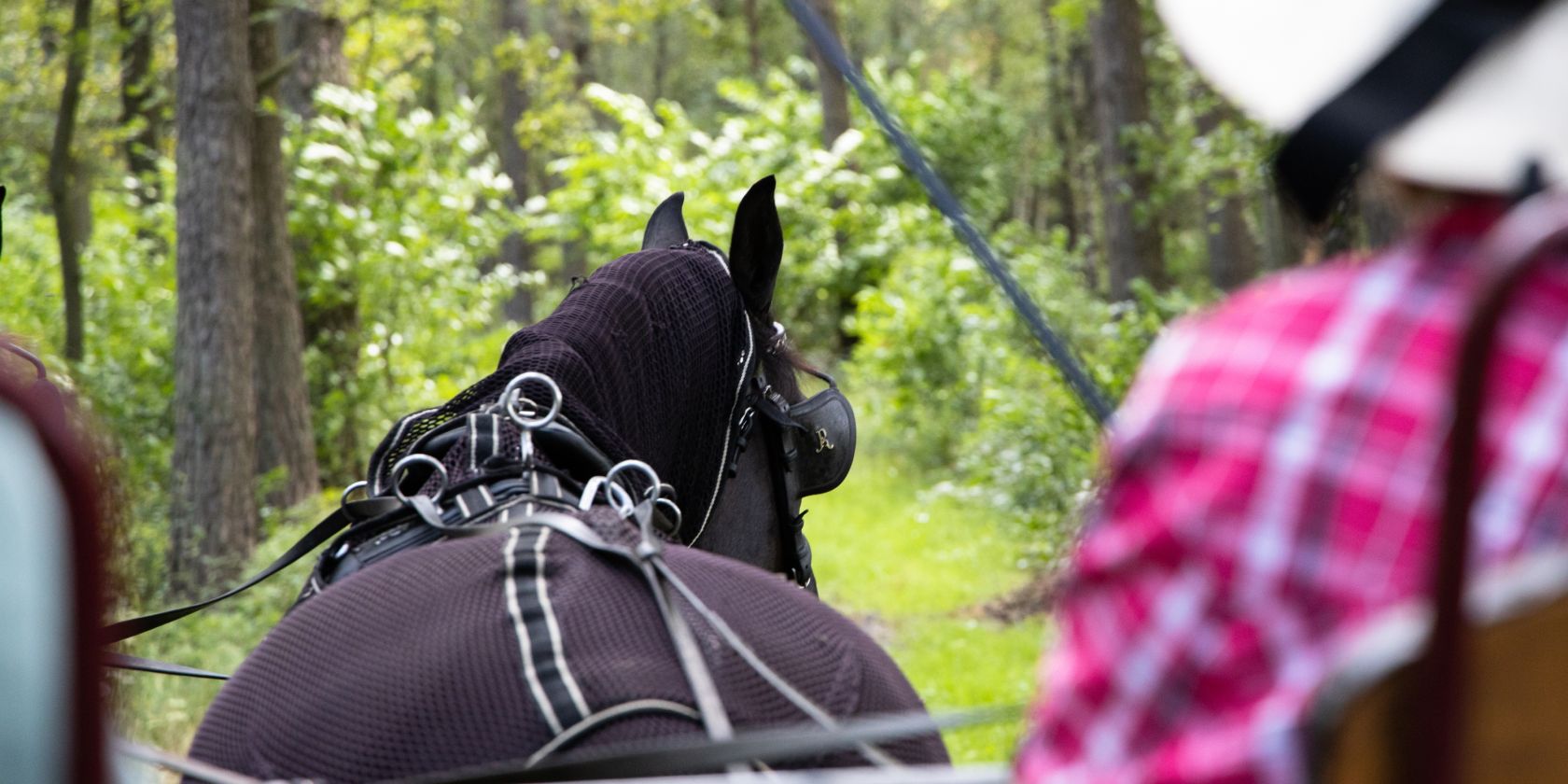 Fahrt mit der Wagonette durch die Südheide, © Lüneburger Heide GmbH