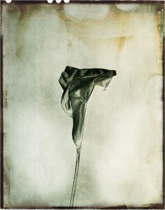 Walter Schels | Nachbl&uuml;te - Experimentelle Arbeiten, &copy; image-copyright-de