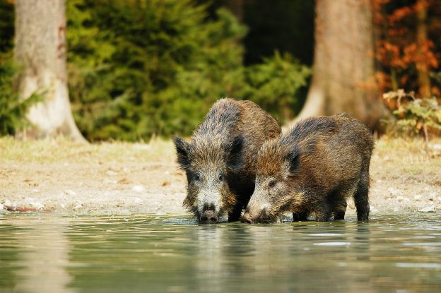 Forstwild hautnah erleben, &copy; ErlebnisWald