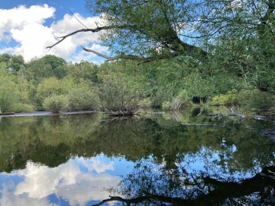 Ausstellung: Verlorene Sch&ouml;nheiten. Ausgestorbene Pflanzenarten im Eppendorfer Moor, &copy; Kristin Krieger