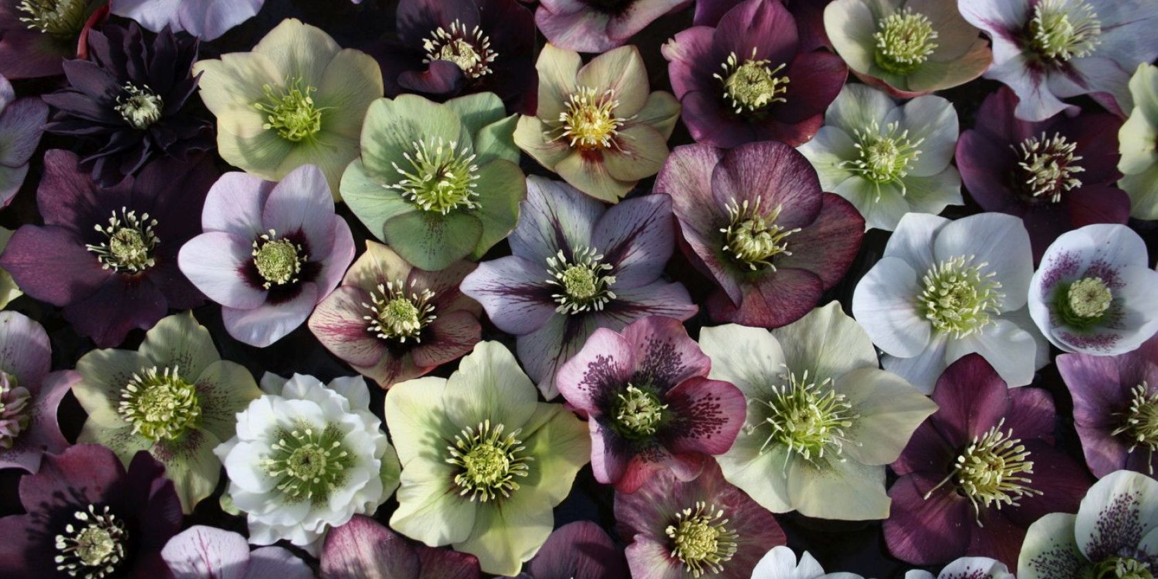 Helleborus, © Staudengärtnerei Klingel & Luckhardt